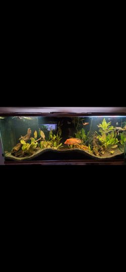 220 Gallon Aquarium