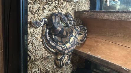 plus snake aquarium Two bald pythons, both 2 feet long plus snake aquarium