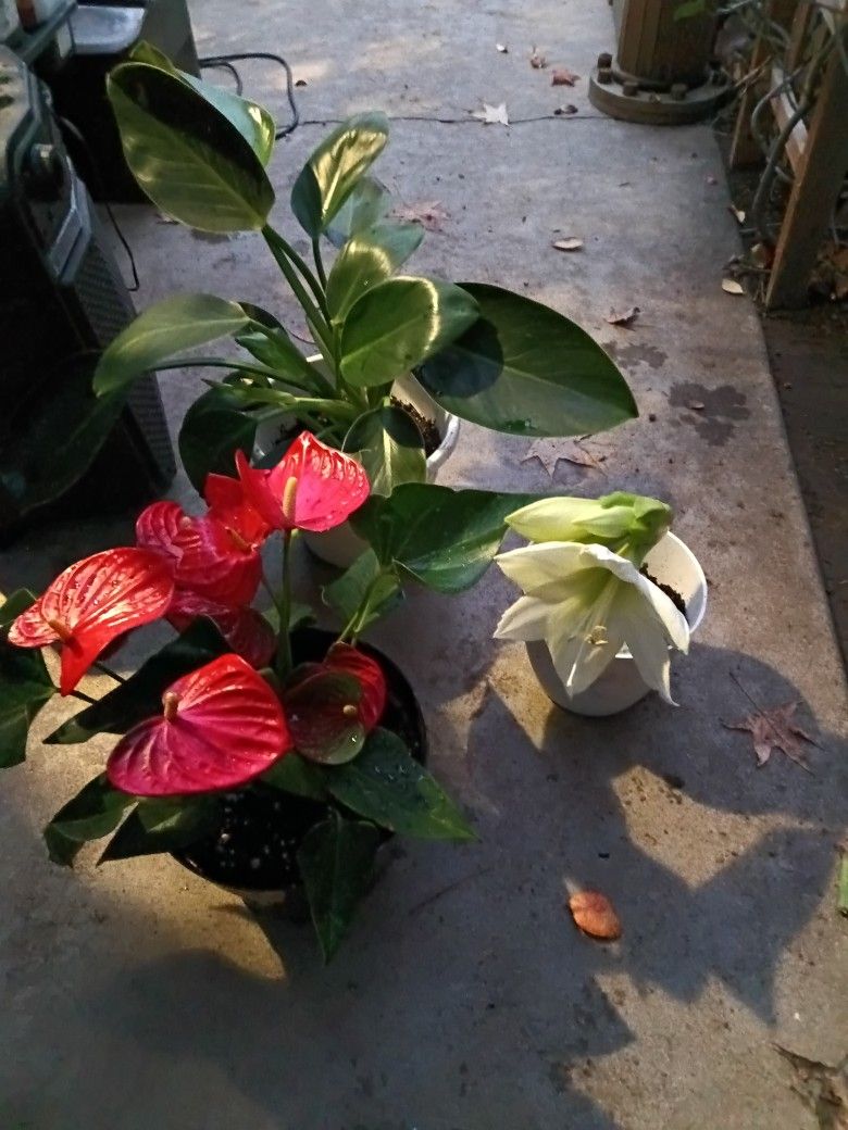 Houseplant Sale On Thanksgiving Day 8am-noon 