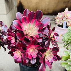 Aeonium Variegated Medusa Imported