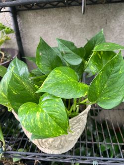 Photos Plant