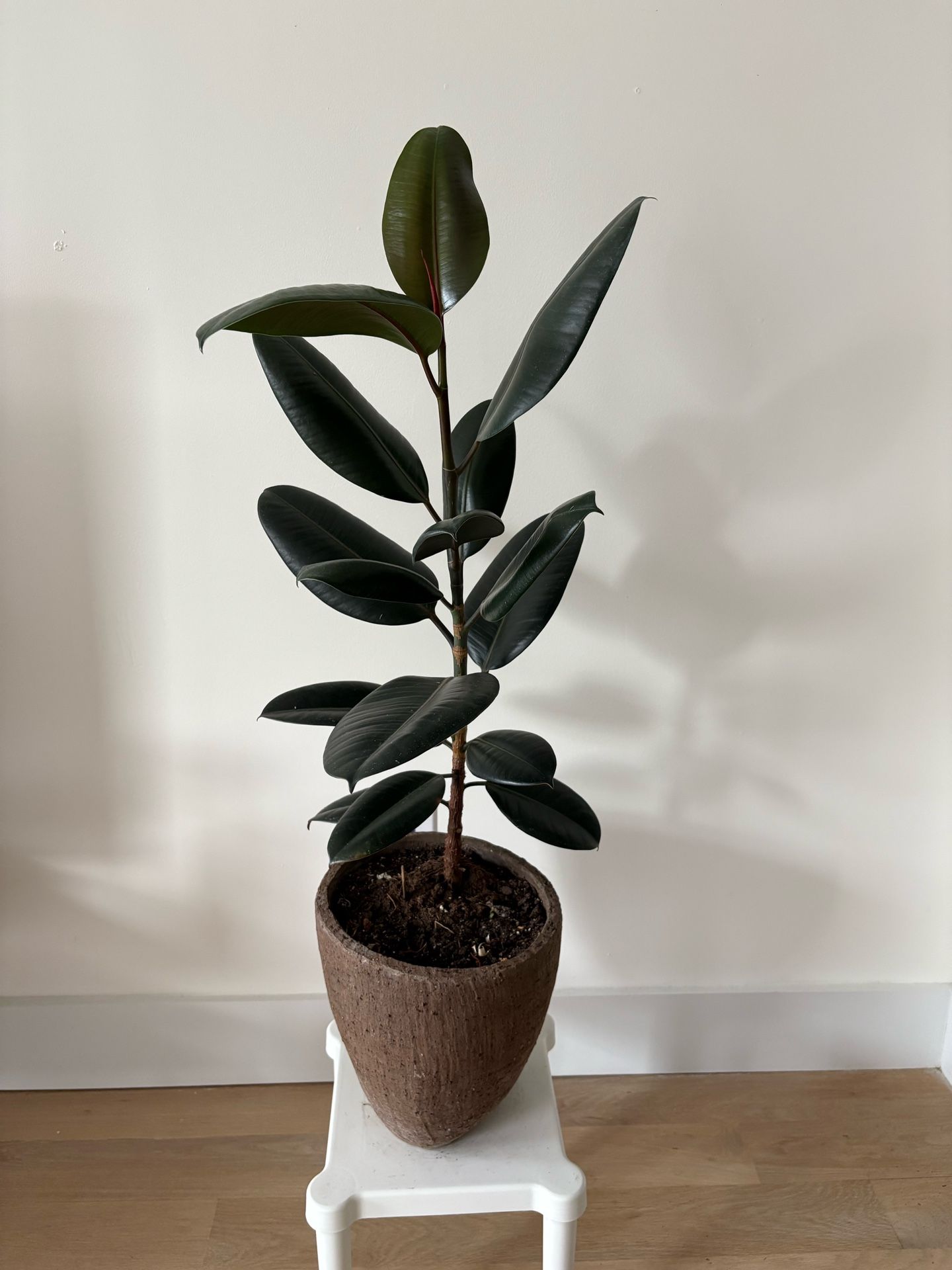 Indoor plant - Rubber plant