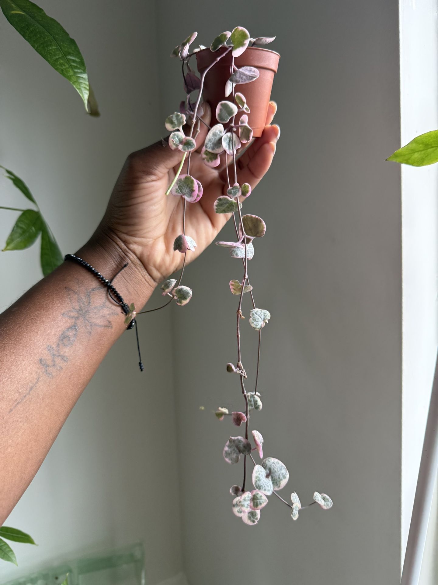 Variegated String Of Hearts