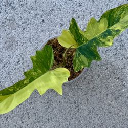 Florida Beauty x Mayoii Variegated New Hybrid 