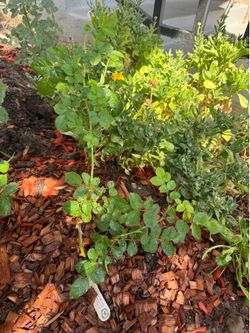 Climbing Rose The Pligrim TM