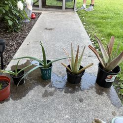 Aloe Vera Plants
