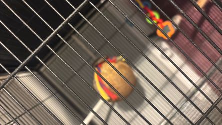 Lovebird cage