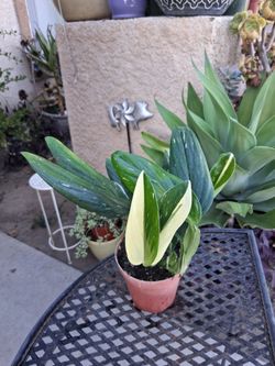 Monstera Standleyana Albo Variegated Plant $28