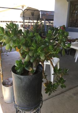 Jade plant - large