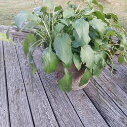 Giant Hosta Plant