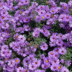 Purple new england aster plants 4 for 10$