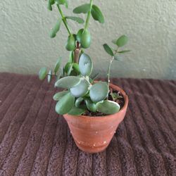 Silver dollar vine and jade