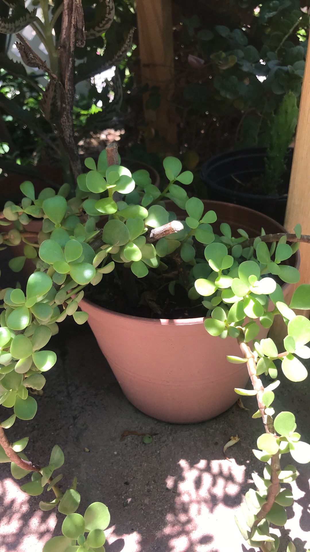 De La Abundancia Elephant Plant