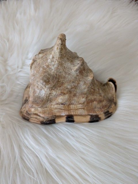 Large Horned Helmet Tiger Striped CONCH SEA SHELL ~ Ocean Beach Décor