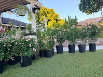 Outdoor plants
