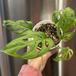 Monstera Adansonii Climbing/ Hanging Plant 