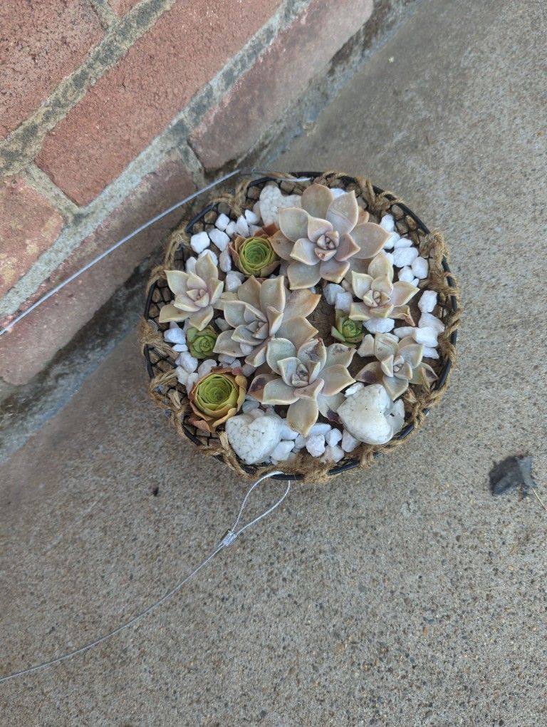 Plant