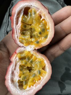 Passion Fruit  Tree 