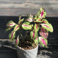 $7 Coleus Shade/house plant