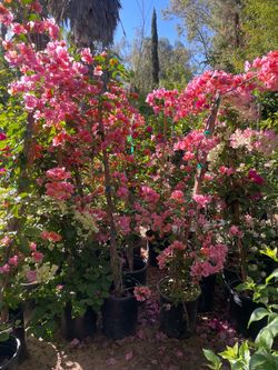 5 Gallon Size- Pepper Trees- Pine Trees- Bougainvillea- Boxwood- Bird of Paradise- Lavender- Hibiscus- Rose Bushes- Jasmine- Ficus- Cypress- Juniper- 