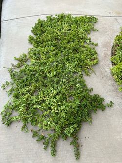 Ground cover