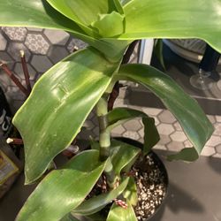 Callisia Fragrans Natural Plant