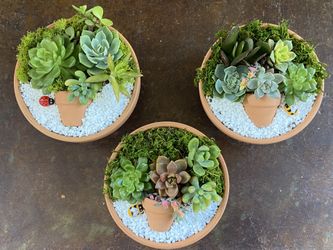 Succulent Arrangements