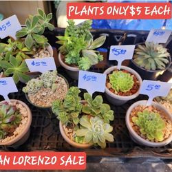 PLANT SALE ON SUNDAY IN SAN LORENZO. $4 AND $5 