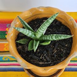 Plantas Suculentas Exoticas