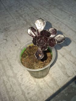 Black Rose Succulent plant