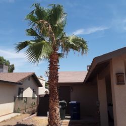 Palm Tree