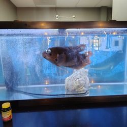 Giant Red Tail Gourami With Tank And Accessories 