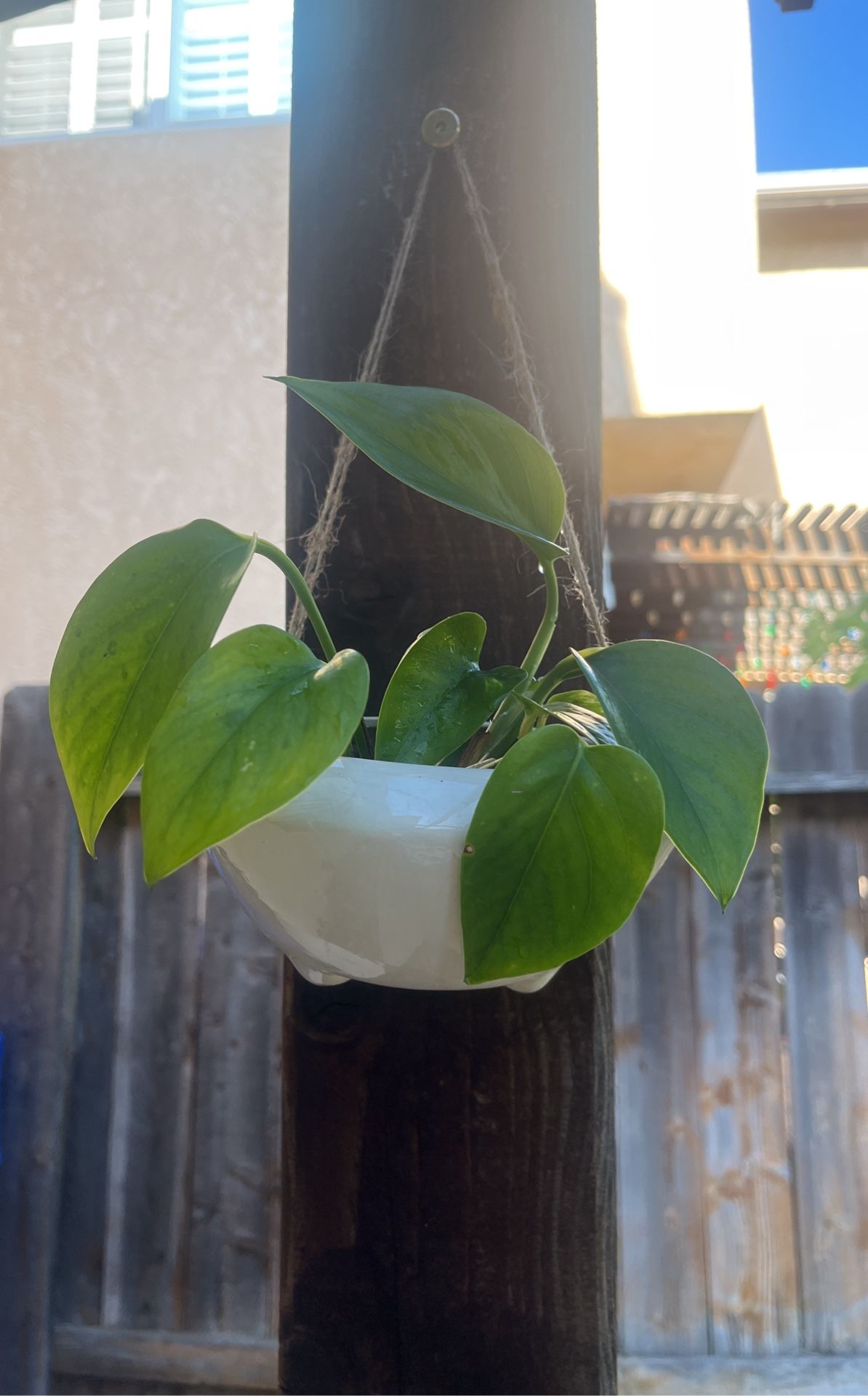 Pothos Plant 🪴 With The Hanging Pot 