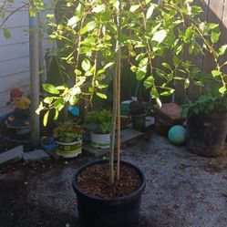 Weeping Pussy Willow Tree 