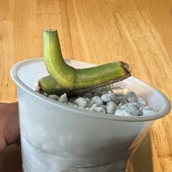 Variegated Monstera Aurea Plant Node W/roots Will Grow Multiple Leaves