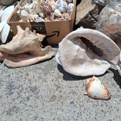 Huge Shell collection