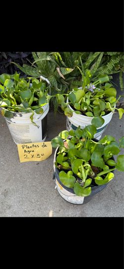 Plantas de agua .. la flor es la muestra de las plantas