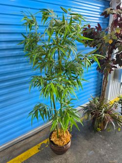 Faux 6' bamboo plant