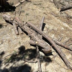 Free Firewood