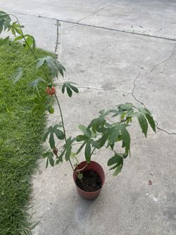 Chinese Lantern Plant