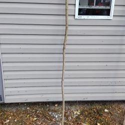 Pine Stick