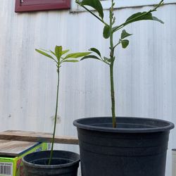 Avocado Trees