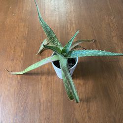 Aloe Ceramic Pot House Plant 
