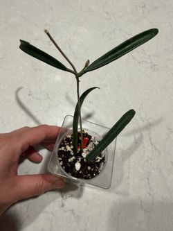 Hoya shepherdii with peduncles