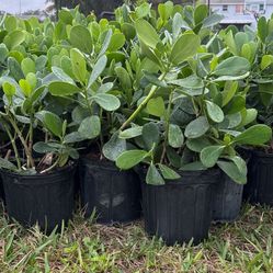 3 Gallon Clusia Plants