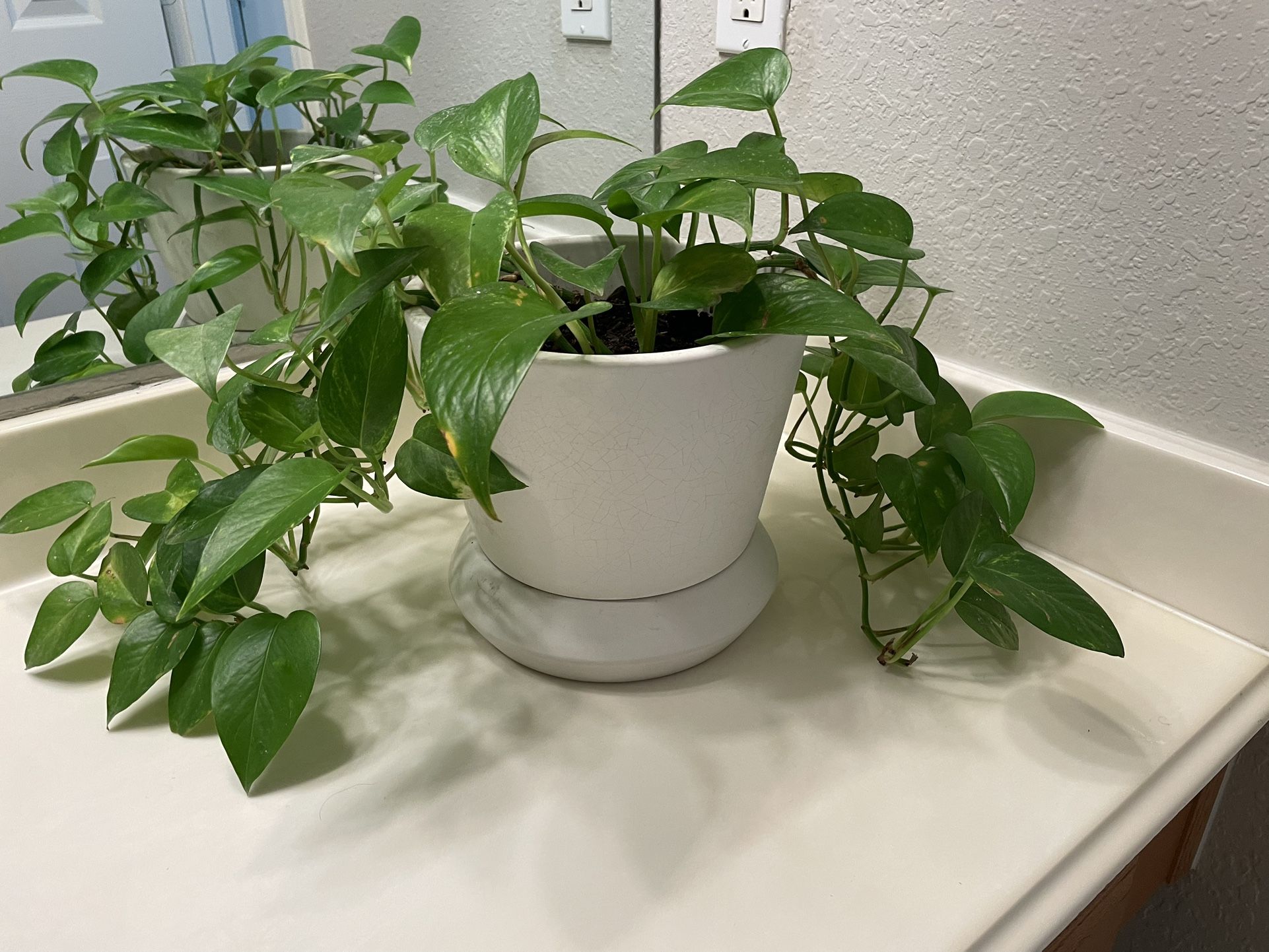 Real Golden Pothos Plant With Pot