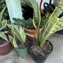 Snake Plants