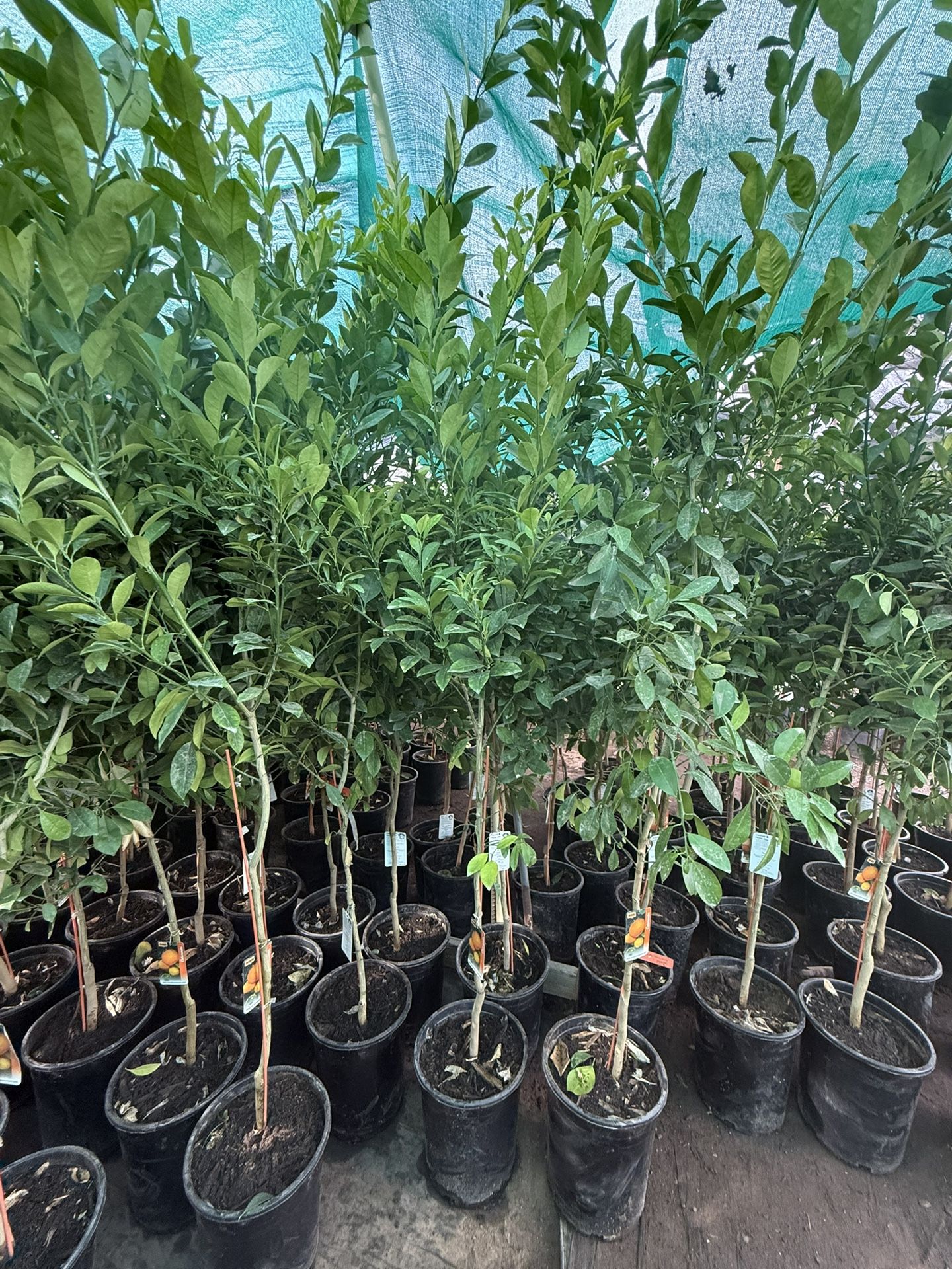 Calamondin Trees 6F The Tall $60 Each Price Firm