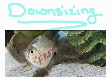 Aquarium Hobbyist Wh-imple P-ranha