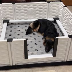 Dog Supplies 